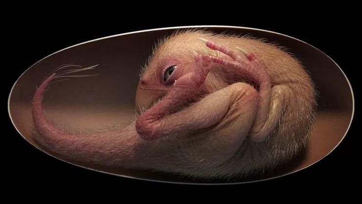 Çin'de iyi bir şekilde korunmuş dinozor embriyosu bulundu
